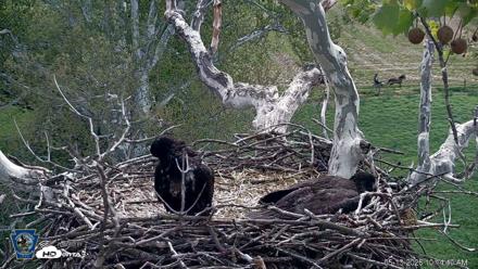 PA Farm Country Eagles Live Cams - May 13, 2026, 10:15am EDT