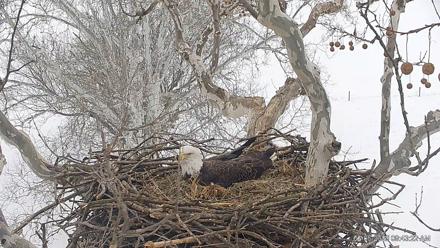 PA Farm Country Eagles Live Cams - Feb 6, 2026, 9:44am EST