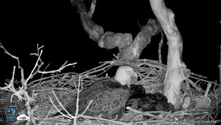 PA Farm Country Eagles Live Cams - Apr 24, 2026, 9:21pm EDT