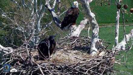 PA Farm Country Eagles Live Cams - May 1, 2026, 1:57pm EDT