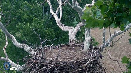PA Farm Country Eagles Live Cams - Jun 26, 2026, 8:59am EDT