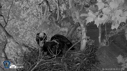 PA Farm Country Eagles Live Cams - Jun 4, 2026, 8:44pm EDT