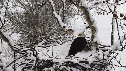 PA Farm Country Eagles Live Cams - Jan 17, 2026, 12:20pm EST