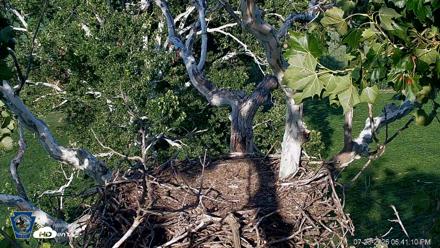 PA Farm Country Eagles Live Cams - Jul 23, 2026, 6:42pm EDT