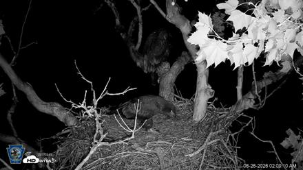 PA Farm Country Eagles Live Cams - Jun 26, 2026, 2:10am EDT