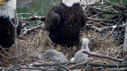 PA Farm Country Eagles Live Cams - Mar 30, 2026, 11:14am EDT