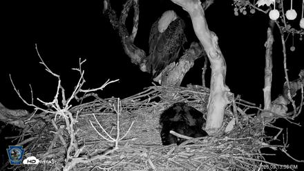 PA Farm Country Eagles Live Cams - May 3, 2026, 9:14pm EDT