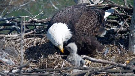 PA Farm Country Eagles Live Cams - Mar 28, 2026, 2:29pm EDT