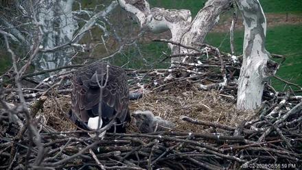 PA Farm Country Eagles Live Cams - Apr 2, 2026, 6:57pm EDT