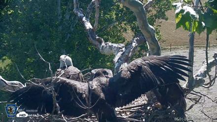 PA Farm Country Eagles Live Cams - Jun 1, 2026, 9:40am EDT