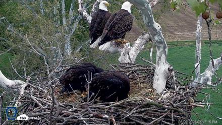 PA Farm Country Eagles Live Cams - May 9, 2026, 3:17pm EDT