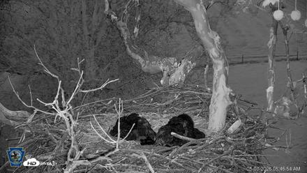 PA Farm Country Eagles Live Cams - May 3, 2026, 5:47am EDT