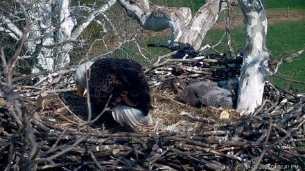 PA Farm Country Eagles Live Cams - Apr 4, 2026, 4:02pm EDT