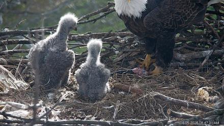 PA Farm Country Eagles Live Cams - Apr 5, 2026, 8:48am EDT