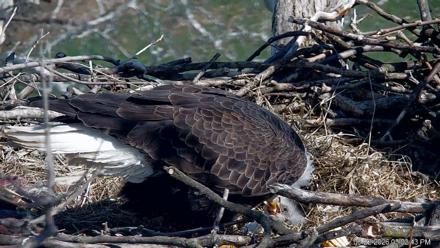 PA Farm Country Eagles Live Cams - Mar 22, 2026, 3:03pm EDT