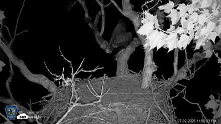 PA Farm Country Eagles Live Cams - Jul 2, 2026, 11:51pm EDT