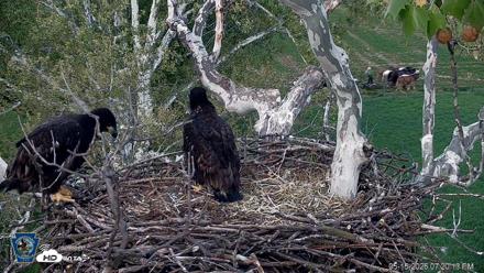 PA Farm Country Eagles Live Cams - May 15, 2026, 7:20pm EDT