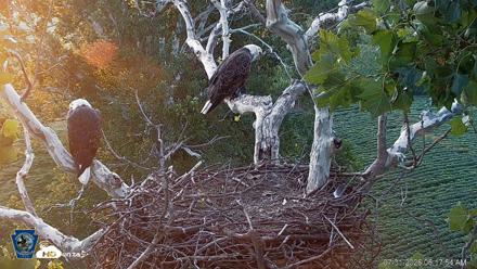 PA Farm Country Eagles Live Cams - Jul 31, 2026, 6:18am EDT