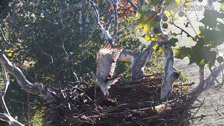 PA Farm Country Eagles Live Cams - Oct 21, 2025, 8:37am EDT