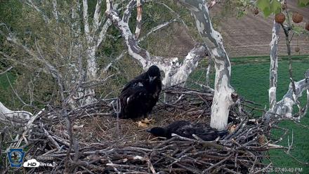 PA Farm Country Eagles Live Cams - May 7, 2026, 7:41pm EDT