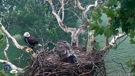 PA Farm Country Eagles Live Cams - Jul 18, 2026, 12:41pm EDT