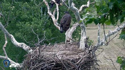 PA Farm Country Eagles Live Cams - Jun 8, 2026, 2:38pm EDT
