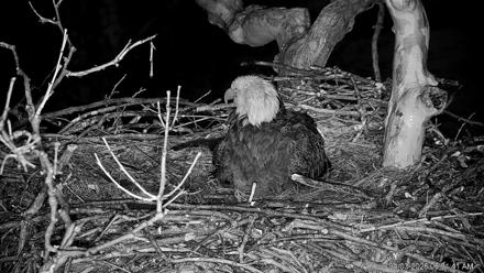 PA Farm Country Eagles Live Cams - Apr 3, 2026, 6:32am EDT