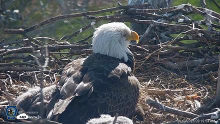 PA Farm Country Eagles Live Cams - Apr 12, 2026, 9:20am EDT