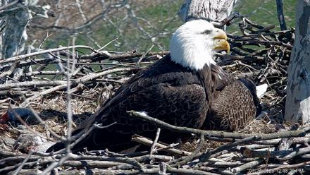 PA Farm Country Eagles Live Cams - Mar 24, 2026, 12:49pm EDT