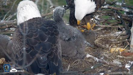 PA Farm Country Eagles Live Cams - Apr 12, 2026, 5:59pm EDT