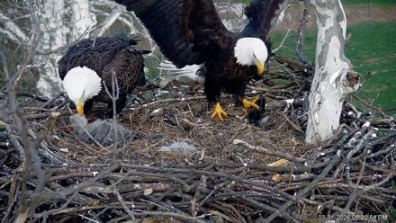 PA Farm Country Eagles Live Cams - Mar 31, 2026, 5:24pm EDT