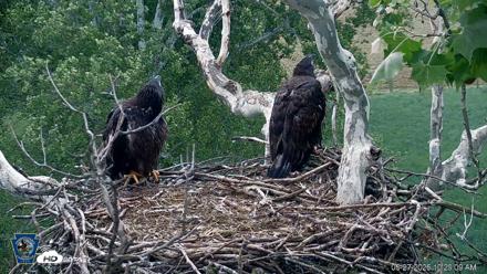 PA Farm Country Eagles Live Cams - May 27, 2026, 10:30am EDT