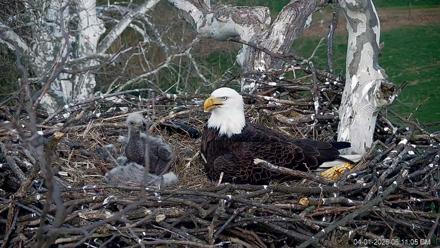 PA Farm Country Eagles Live Cams - Apr 1, 2026, 6:11pm EDT
