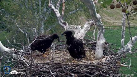 PA Farm Country Eagles Live Cams - May 13, 2026, 11:14am EDT