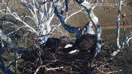 PA Farm Country Eagles Live Cams - Jan 1, 2026, 3:34pm EST