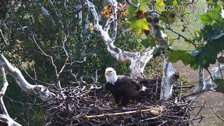 PA Farm Country Eagles Live Cams - Oct 19, 2025, 10:14am EDT