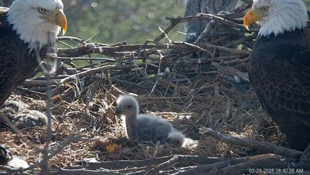 PA Farm Country Eagles Live Cams - Mar 29, 2026, 8:41am EDT