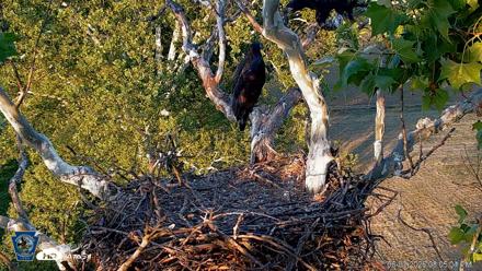 PA Farm Country Eagles Live Cams - Jun 3, 2026, 8:06pm EDT
