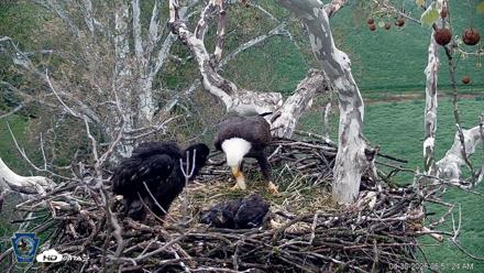 PA Farm Country Eagles Live Cams - Apr 30, 2026, 6:54am EDT
