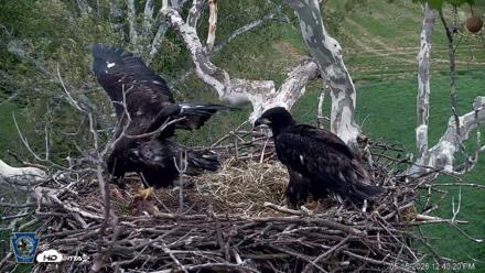 PA Farm Country Eagles Live Cams - May 15, 2026, 12:42pm EDT