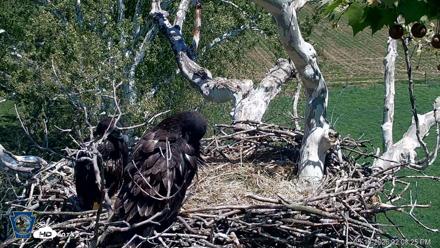 PA Farm Country Eagles Live Cams - May 16, 2026, 2:09pm EDT