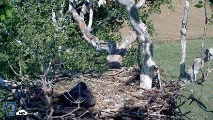 PA Farm Country Eagles Live Cams - May 28, 2026, 4:47pm EDT