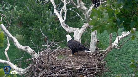 PA Farm Country Eagles Live Cams - Aug 5, 2026, 6:20am EDT