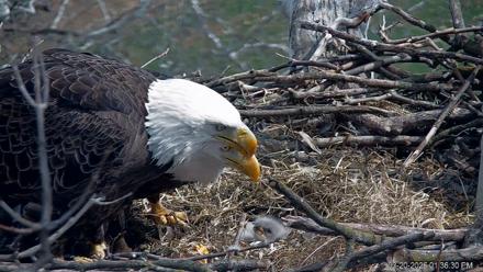 PA Farm Country Eagles Live Cams - Mar 20, 2026, 1:37pm EDT