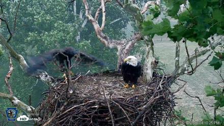 PA Farm Country Eagles Live Cams - Jun 10, 2026, 4:12pm EDT
