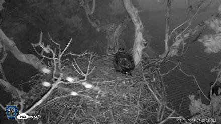 PA Farm Country Eagles Live Cams - Jul 4, 2026, 7:49pm EDT