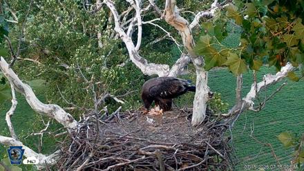 PA Farm Country Eagles Live Cams - Jul 15, 2026, 7:40pm EDT
