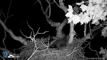 PA Farm Country Eagles Live Cams - Jun 25, 2026, 9:04pm EDT