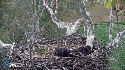 PA Farm Country Eagles Live Cams - May 11, 2026, 6:54am EDT
