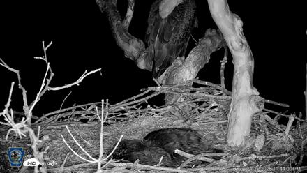PA Farm Country Eagles Live Cams - Apr 26, 2026, 11:44pm EDT